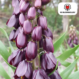 Keizerskroonbollen Purple Favorite — 5 stuks