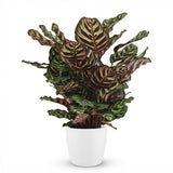 Green boutiQ - Kamerplant - Pauwenplant - Calathea Makoyana - Groen - Weinig onderhoud - 1 Plant - met Potter Wit - Pot 19cm - Hoogte 70cm