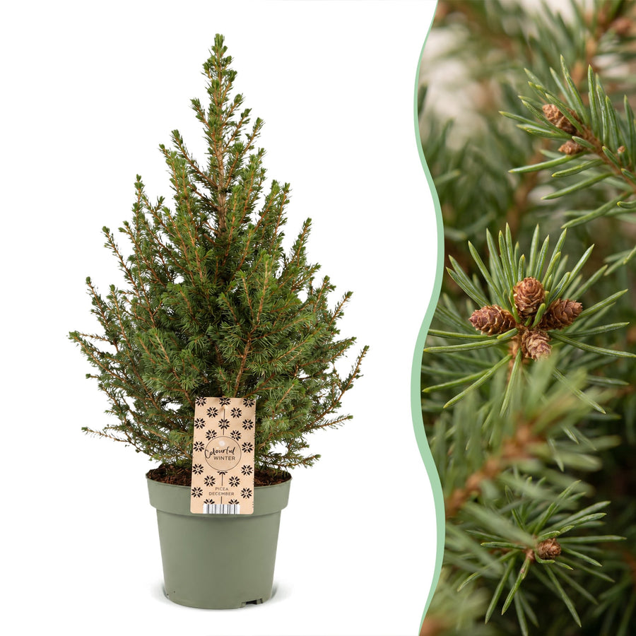 Kegelspar kerstboom – Pot Ø17 cm · 65 cm hoog