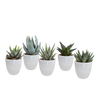 Gasteria/Haworthia mix 5,5cm - in witte pot - 5x