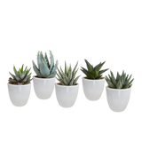 Gasteria/Haworthia mix 5,5cm - in witte pot - 5x