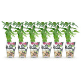 Green boutiQ - Fruitplanten - Doornloze Braam - Rubus Thornfree - Winterhard - 6 Planten - Pot 9 cm - Zwarte Braam