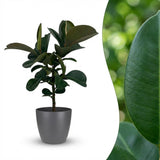 Green boutiQ - Kamerplant - Rubberplant - Ficus Elastica Cloe - Groen - Weinig onderhoud - 1 Plant - met Potter Grijs - Pot 19cm - Hoogte 65cm