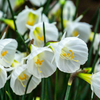 40x Narcissus White Petticoat - Witte petticoatnarcis - Wit - Voorjaarsbloeier - Bolmaat 6/8
