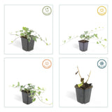 24x Hedera helix 'Glacier' - ↕10-25cm - Ø9cm
