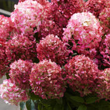 Green boutiQ - Tuinplant - Hydrangea panniculata Living Little Rosy - Pluimhortensia - Winterhard - Roze - 1 Plant - Pot 12cm - Hoogte Hoogte 20-30cm