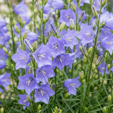 Green boutiQ - Vasteplant - Campanula persicifolia - Perzikbladklokje - Bijen en Vlinderlokkers - Blauw - 6 Planten - Pot 11cm - Hoogte 15-25cm