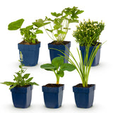 Green boutiQ - Vasteplant - Borderpakket - Wit - Diversen - Soorten en kleuren - 6 Planten - Pot 11cm - Hoogte 15-25cm