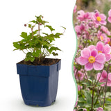 Green boutiQ - Vasteplant - Anemone hup. Splendens - Herfst Anemoon - Schaduw - Donker Roze - 1 Plant - Pot 11cm - Hoogte 15-25cm