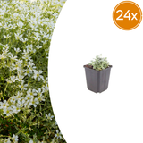 24x Cerastium tomentosum - ↕10-25cm - Ø9cm