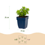 Green boutiQ - Vasteplant - Galium odoratum - Walstro - Bodembedekkend - Wit - 24 Planten - Pot 11cm - Hoogte 15-25cm