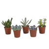 Vetplanten mix 5.5 cm - 5x - zonder pot
