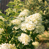Green boutiQ - Pluim Hortensia - Hydrangea panniculata Limelight - Bloem Creme Wit- 1 Plant - Bladverliezend - Grote Bloemen - Pot 17cm Hoogte 50cm