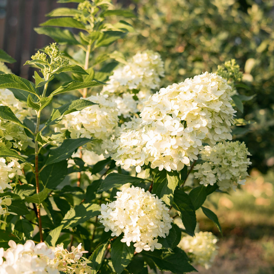 Hydrangea paniculata Limelight – 50 cm hoog (foto 4)