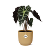 Alocasia ‘Polly’ in ELHO Vibes Fold 14cm geel