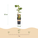 Green boutiQ - Fruitplant - Vitis vinifera Lakemont - Druivenplant - Winterhard - Goudgele Druif - 2 Planten - Pot 15cm - Hoogte 50cm