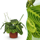 Green boutiQ - Kamerplant - Maranta Fascinator Lemon Lime - Gebedsplant - Huisdiervriendelijke Plant - Groen - 1 Plant - Pot 12cm - Hoogte 25cm