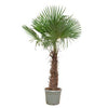 Trachycarpus Fortunei - 240- 270 cm - Ø40-Ø55cm