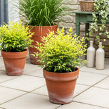 Green boutiQ - Tuinplant - Nandina Lemon & Lime - Geel - 2 Planten - Groenblijvend - Weinig Onderhoud - Pot 17cm Hoogte 45cm