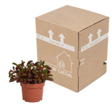 Peperomia graveolens - zonder pot