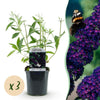 Green boutiQ - Tuinplant - Buddleja davidii Black Night - Vlinderstruik - Winterhard - Paars - 3 Planten - Pot 17cm - Hoogte 45cm