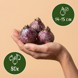 80x Hyacinthus Blue water mix - Blauwe hyacint - Blauw - Voorjaarsbloeier - Bolmaat 14/15