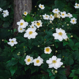 48x Anemone hyb. 'Honorine Jobert' - ↕10-25cm - Ø9cm