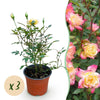 Green boutiQ - Tuin Roos - Rosa Tricolor Fairy - Roos - Winterhard - Geel-Roze - 3 Planten - Pot 12cm - Hoogte Hoogte 20-25cm