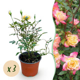 Green boutiQ - Tuin Roos - Rosa Tricolor Fairy - Roos - Winterhard - Geel-Roze - 3 Planten - Pot 12cm - Hoogte Hoogte 20-25cm