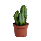Polaskia chula 12cm