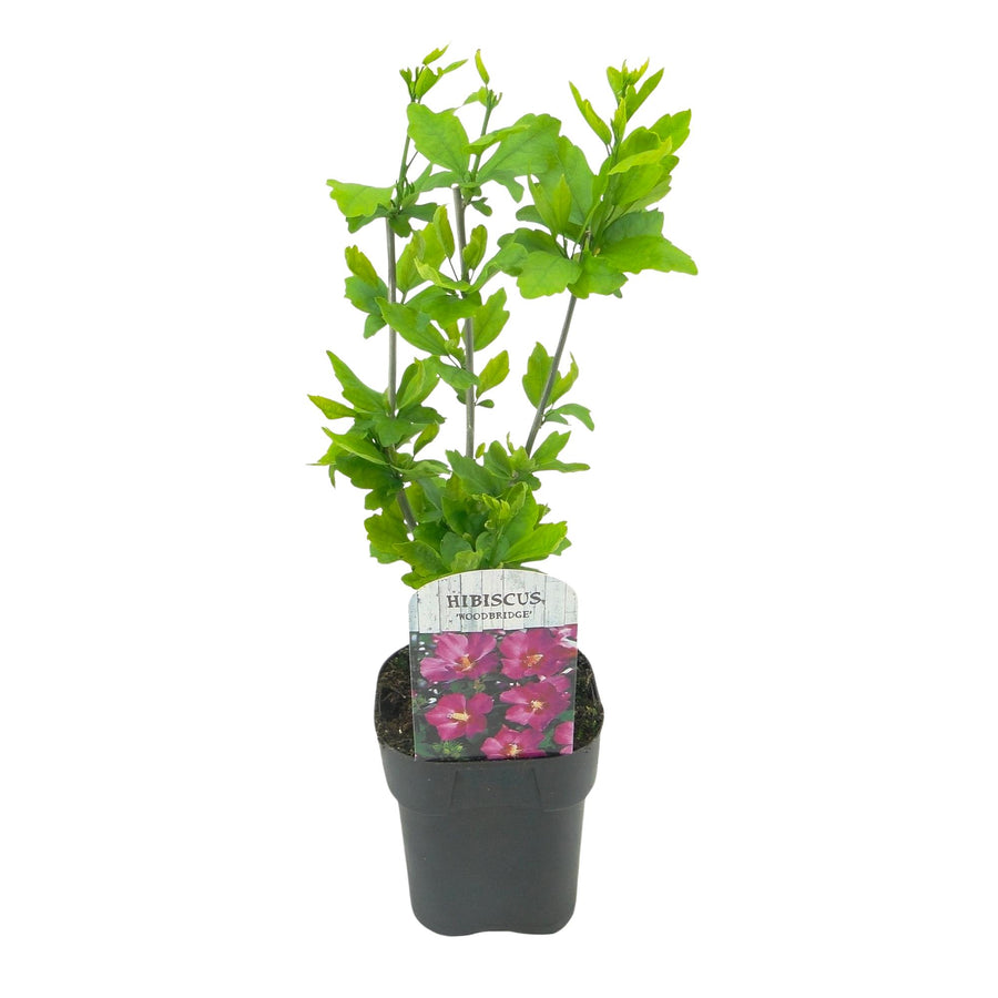 Hibiscus syriacus Woodbridge – 45 cm hoog (foto 2)