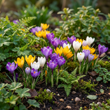 560x Crocus mix - Gemengde krokussen - Diversen - Verwilderingsbol - Bolmaat 7/8