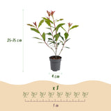 Green boutiQ - 8x Photinia fraseri Carre Rouge - Glansmispel - Haagplanten - Groenblijvend - Rood - Pot 9cm - Hoogte 25-35cm