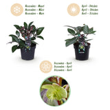Green boutiQ - Tuinplant - Lenten Rose - Helleborus lividus Purple Marble - Paarse Bloem -1 Plant - Groenblijvend - Pot 14cm Hoogte 35cm
