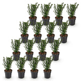 Green boutiQ - 16x Taxus baccata - Venijnboom - Haagplanten - Groenblijvend - Groen - Pot 9cm - Hoogte 20-30cm