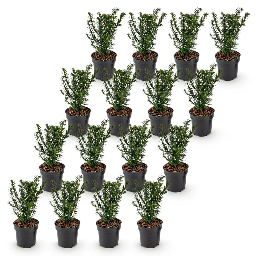 Taxus baccata — Venijnboomhaag, 16 stuks, 20-30 cm