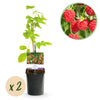 Green boutiQ - Fruitplant - Framboos - Rubus Mailing Promise- Rode Framboos - 2 planten -Pot 11cm Hoogte 40cm