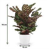 Green boutiQ - Kamerplant - Pauwenplant - Calathea Makoyana - Groen - Weinig onderhoud - 1 Plant - met Potter Wit - Pot 19cm - Hoogte 70cm