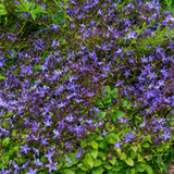 60x Campanula poscharskyana - ↕10-25cm - Ø9cm