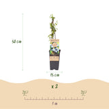 Green boutiQ - Fruitplant - Vaccinium corymbosum Bluecrop - Bosbes - Winterhard - Blauwe Bes - 2 Planten - Pot 15cm - Hoogte 50cm