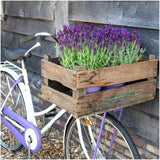 Plants by Frank - Lavandula stoechas Anouk®in 'Old Look' sierpot - 13 cm pot - set van 3 Franse Lavendels in Sierpot