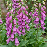 Green boutiQ - Vasteplant - Digitalis purp. Dalmatian Purple - Vingerhoedskruid - Schaduw - Paars - 6 Planten - Pot 11cm - Hoogte 15-25cm