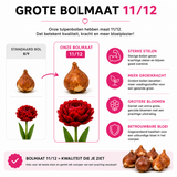 Tulpenbollen Bombastic Red — rode pioentulp, 20 stuks (maat 11/12)