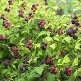 Green boutiQ - Fruitplant - Braam - Rubus Black Satin - Zwarte Braam - Doornloos - 2 planten -Pot 11cm Hoogte 40cm