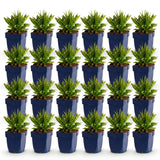 Green boutiQ - Vasteplant - Aster Wood's Pink - Pluimspirea - Bijen en Vlinderlokkers - Roze - 24 Planten - Pot 11cm - Hoogte 15-25cm