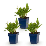 Green boutiQ - Vasteplant - Persicaria ampl. Rosea - Duizendknoop - Schaduw - Roze - 3 Planten - Pot 11cm - Hoogte 15-25cm