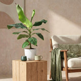 Green BoutiQ - Kamerplanten - Musa acuminata Dwarf Cavendisch - Bananenplant - Weinig onderhoud - Groen - 1 Plant - met Potter Wit - Pot 21cm - Hoogte 70-75cm