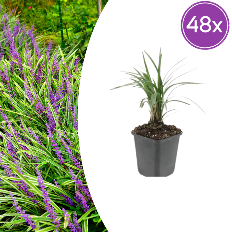 Liriope muscari 'Moneymaker' – 48 planten · pot Ø9 cm · 10-25 cm hoog
