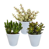 Crassula mix 8.5 cm - 3x - in witte pot