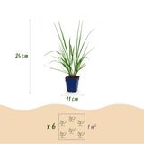 Green boutiQ - Grassen - Pennisetum alop. Black Beauty - Lampenpoetsergras - Met Pluim - Groen - 1 Plant - Pot 11cm - Hoogte 15-25cm
